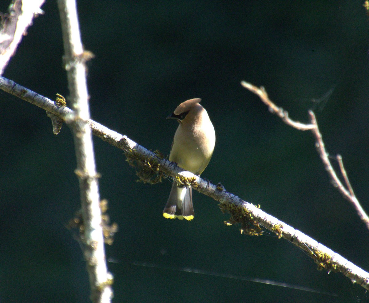 Cedar Waxwing - ML599325791