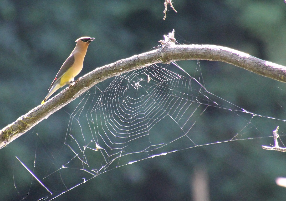 Cedar Waxwing - ML599325831