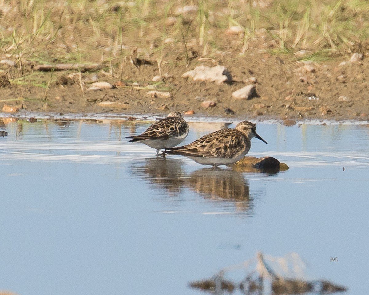 Baird's Sandpiper - ML59932631