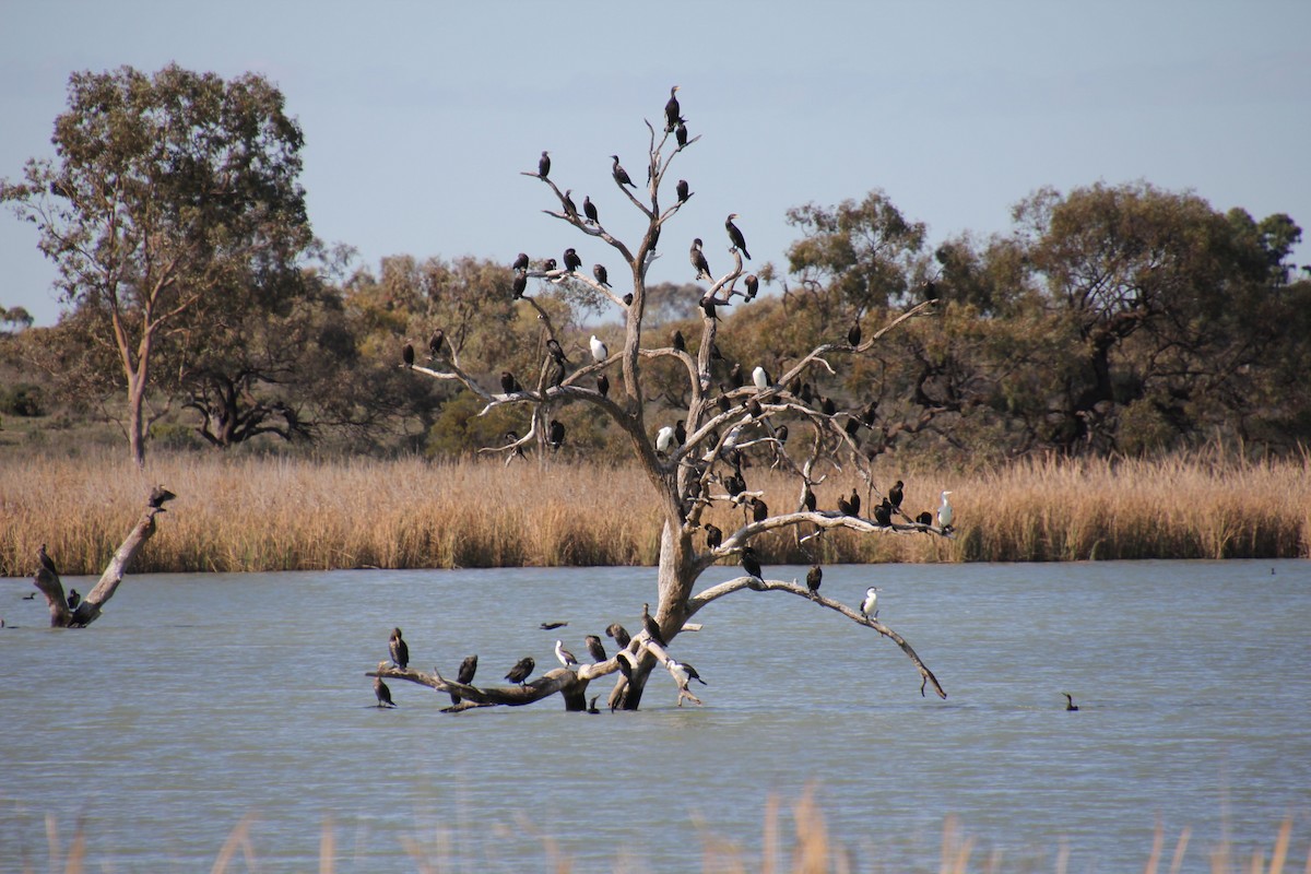 Great Cormorant - ML599326441