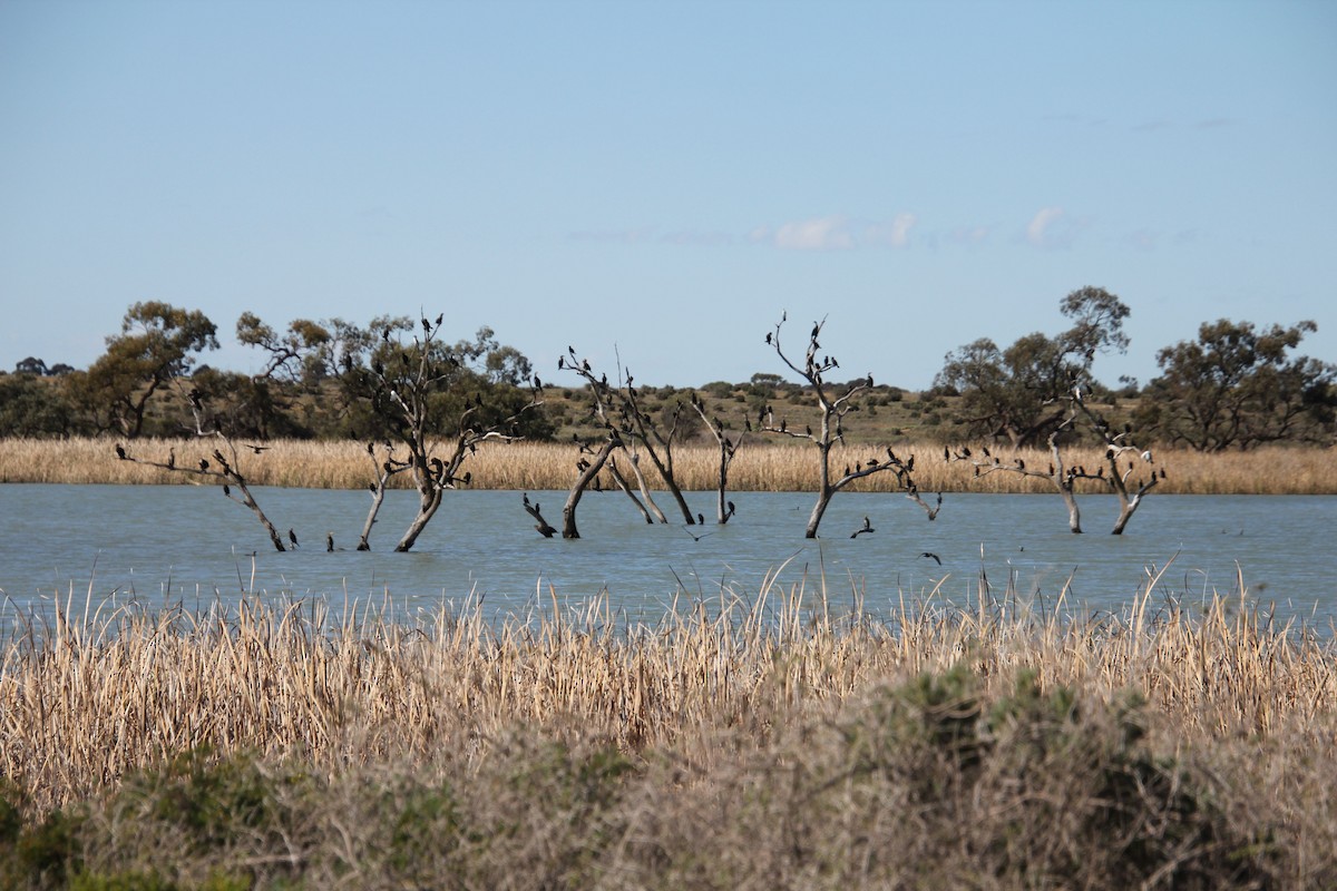 Little Black Cormorant - ML599326451