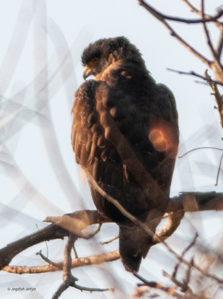Crested Serpent-Eagle - ML599326671