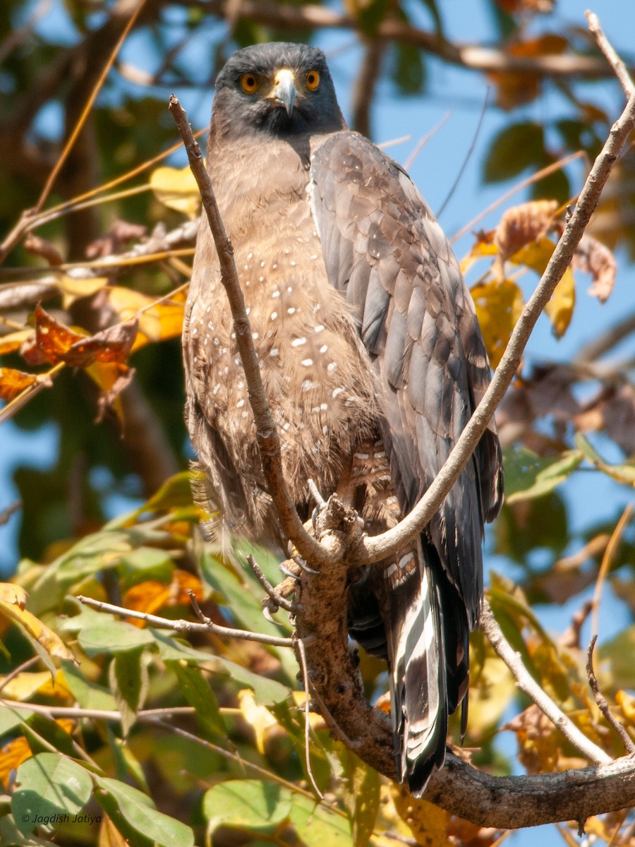 Crested Serpent-Eagle - ML599326681