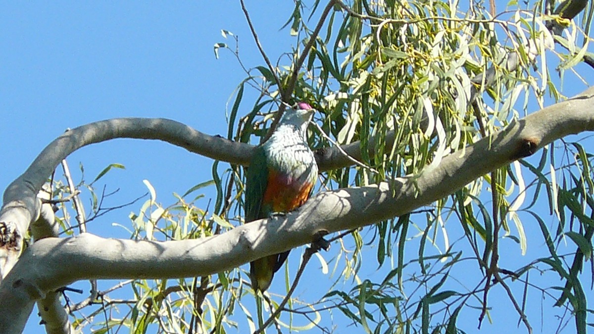 Rose-crowned Fruit-Dove - ML599327371