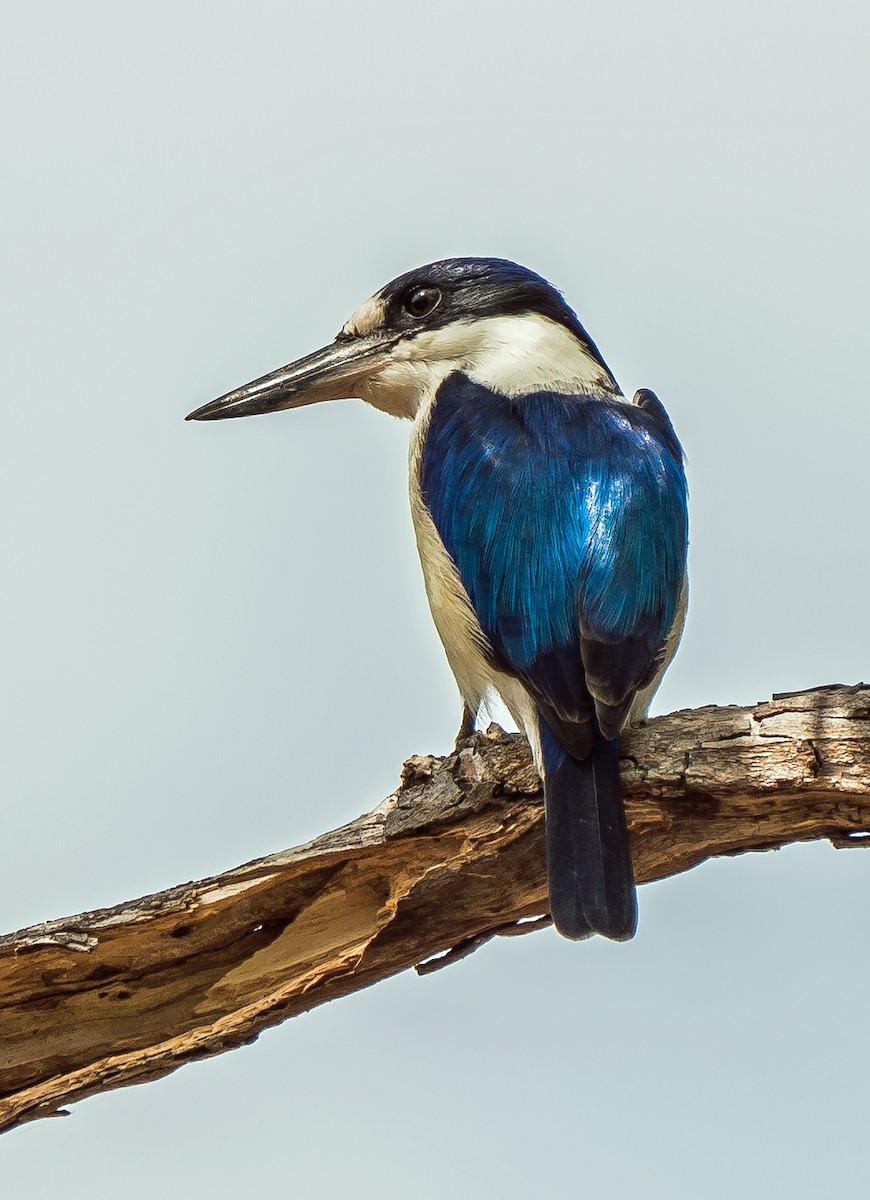 Forest Kingfisher - ML599327901