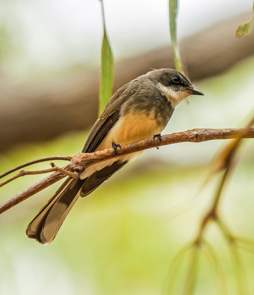 Northern Fantail - ML599327921