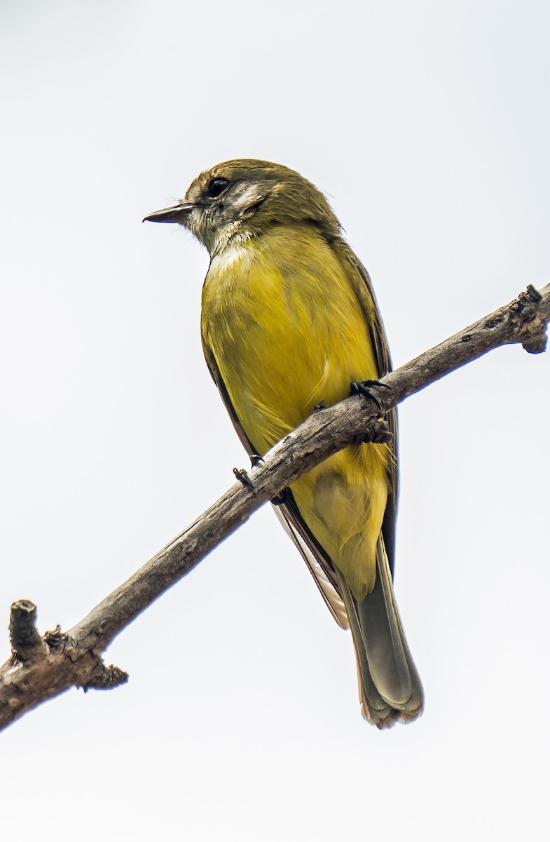 Lemon-bellied Flyrobin - ML599328021