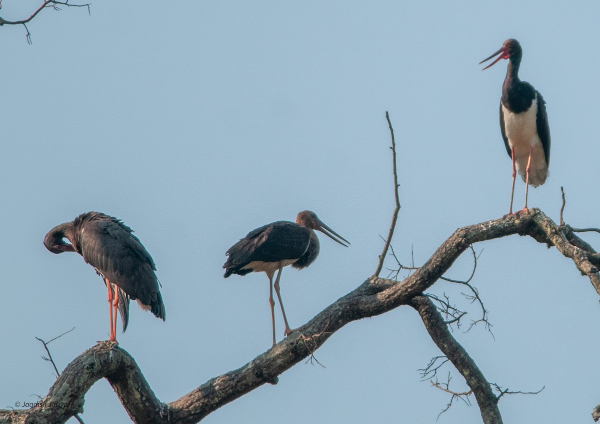 Black Stork - Jagdish Jatiya