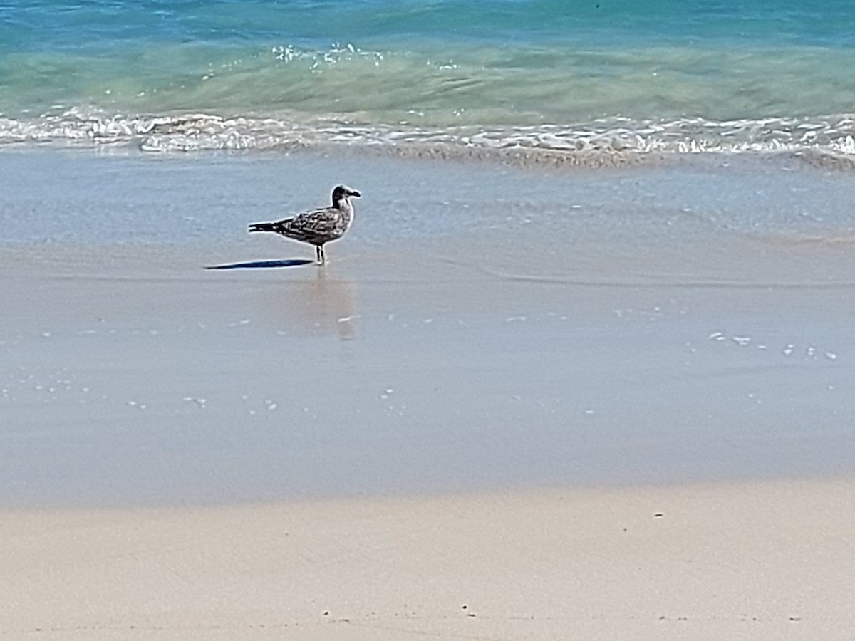 Kelp Gull - Robert Woodbury