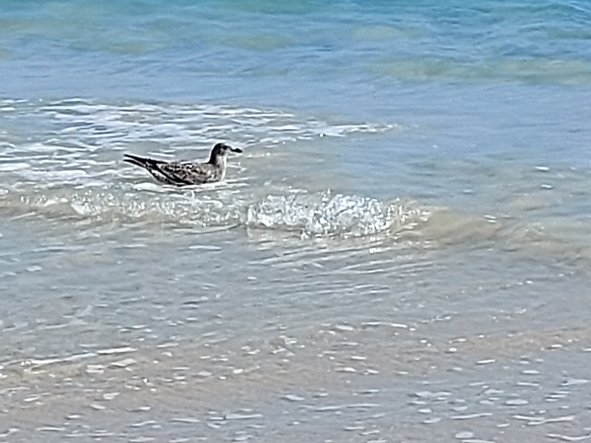 Gaviota Cocinera - ML599329381