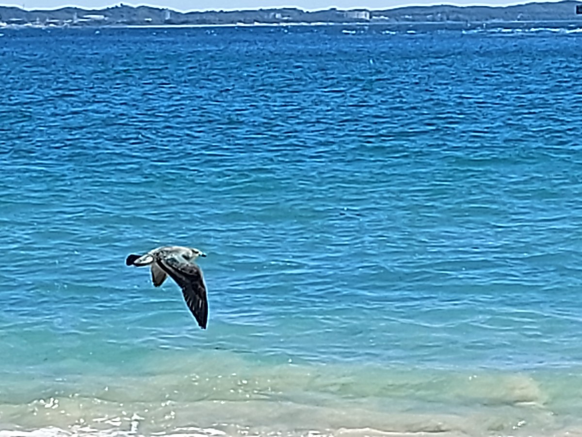 Kelp Gull - Robert Woodbury