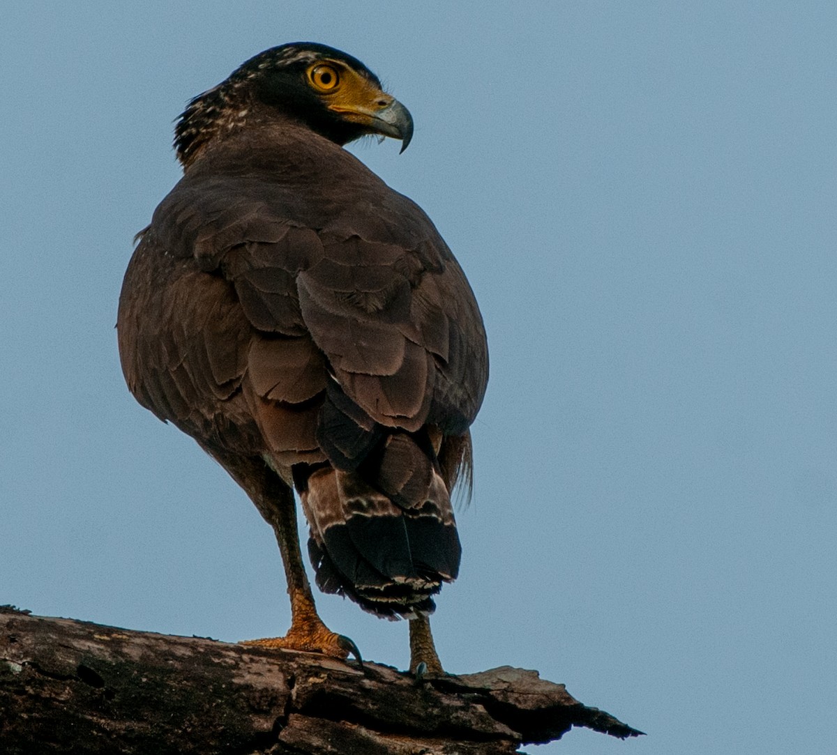 Crested Serpent-Eagle - ML599329461