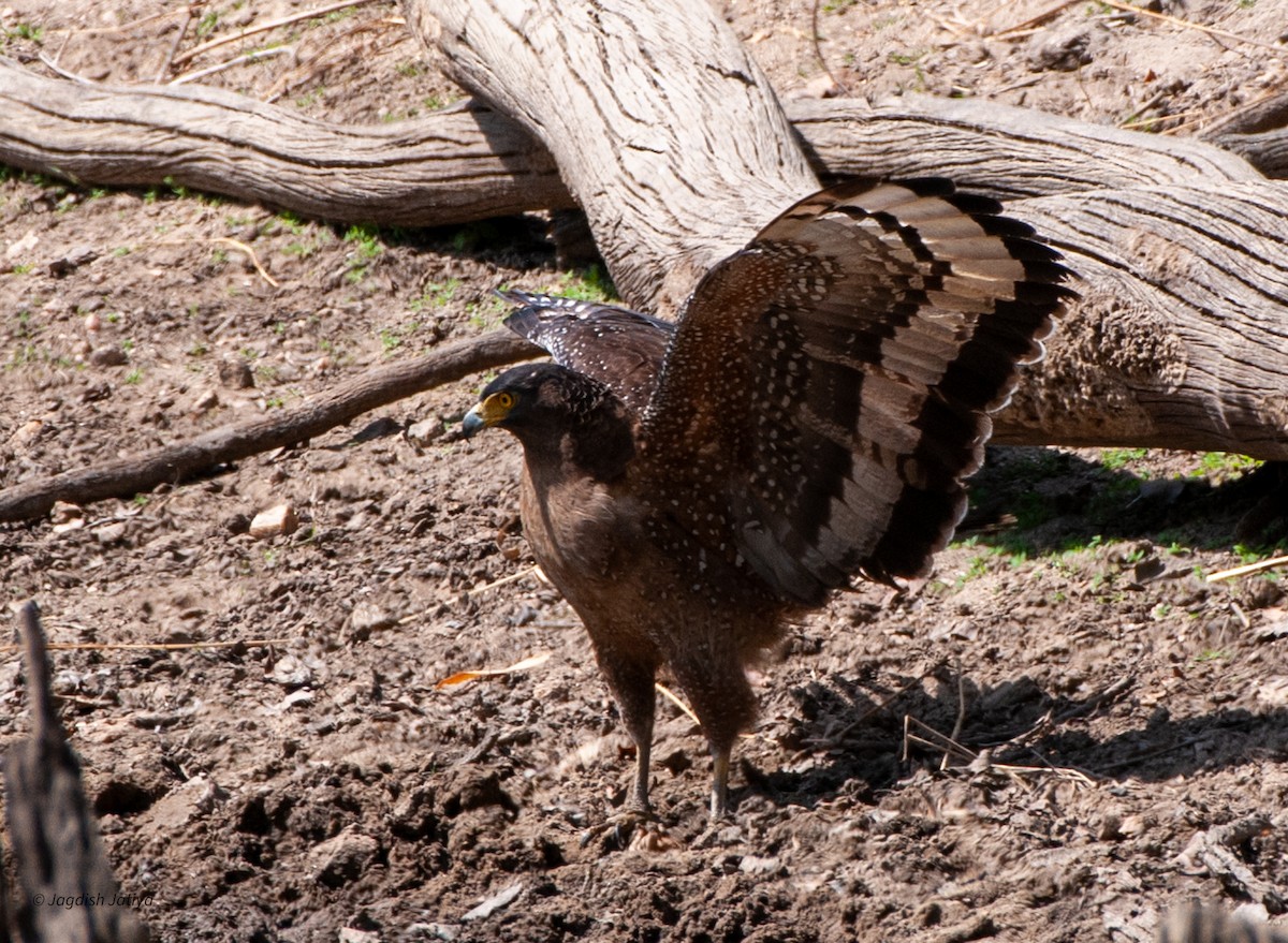 Crested Serpent-Eagle - ML599329471