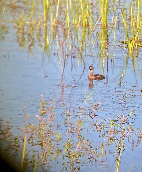 Pied-billed Grebe - ML599329521