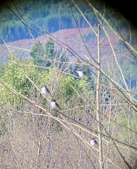 Eastern Kingbird - ML599329581