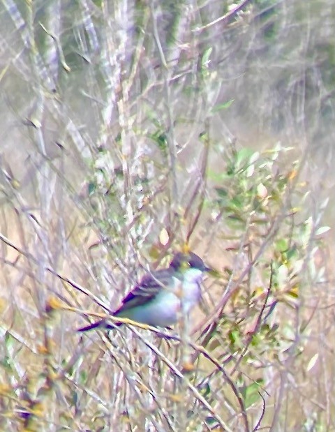 Eastern Kingbird - ML599329621