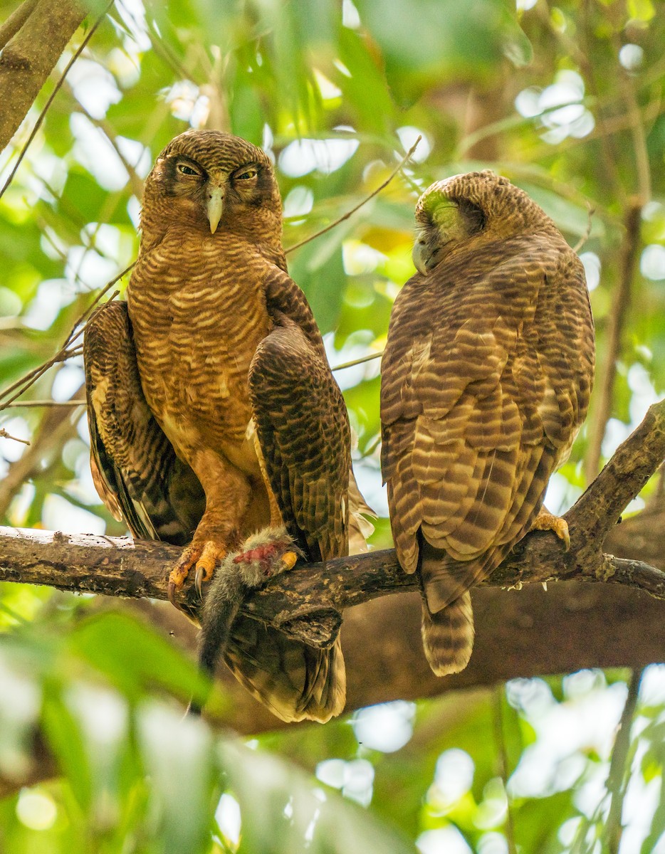 Rufous Owl - ML599331251