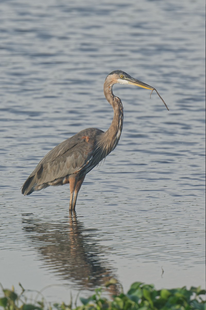 Garza Azulada - ML599331261