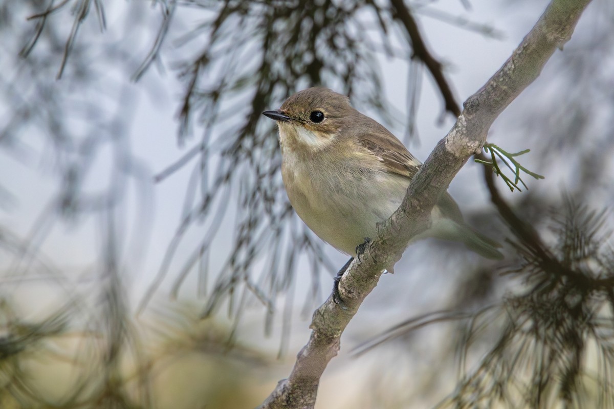 Collared Flycatcher - ML599331321