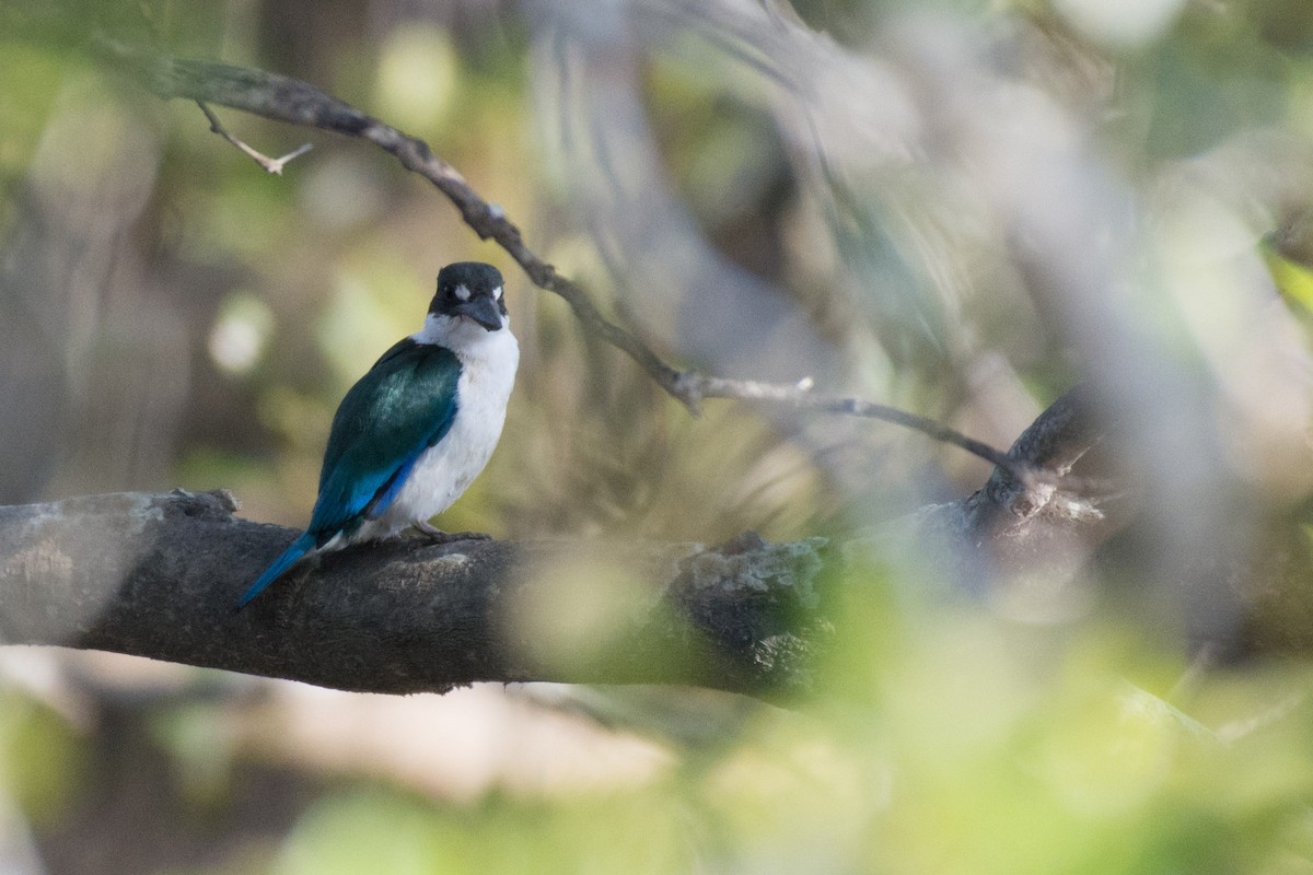 Torresian Kingfisher - Delia Walker