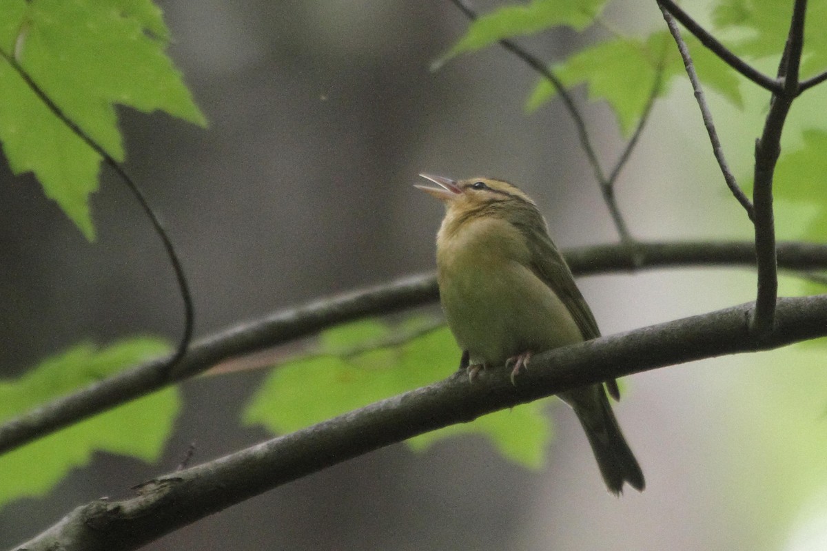 Worm-eating Warbler - ML599331601