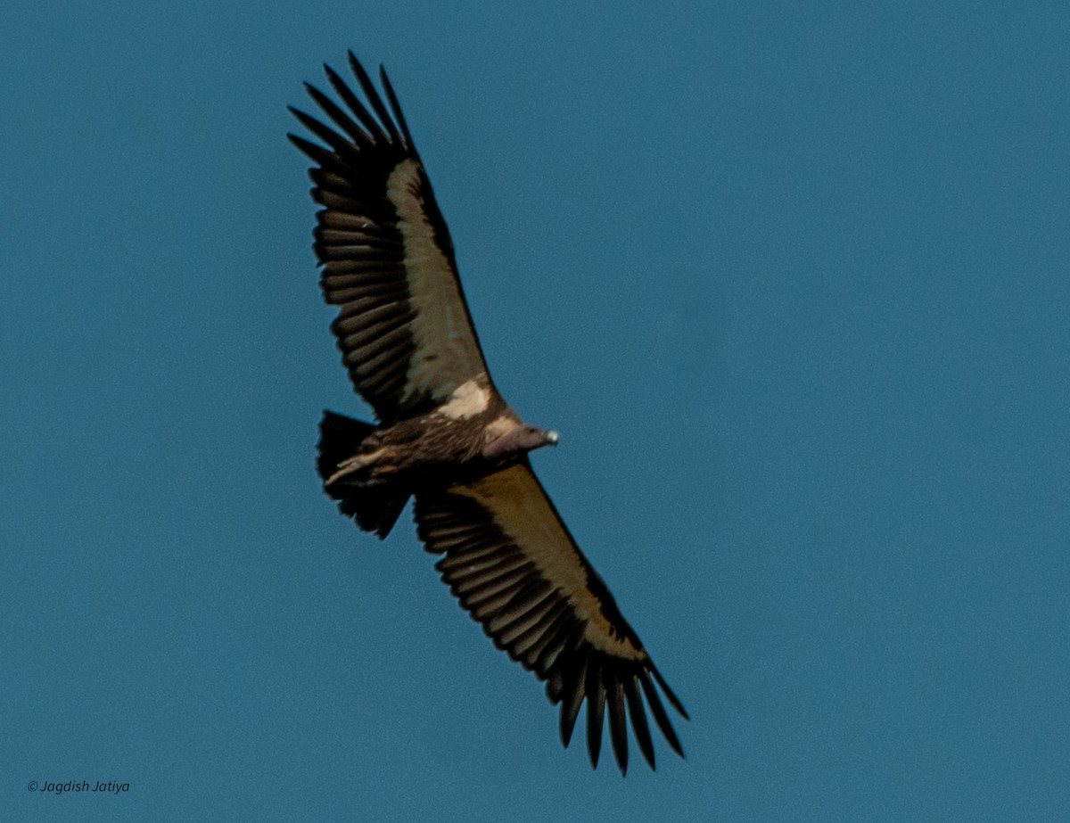 White-rumped Vulture - ML599331641