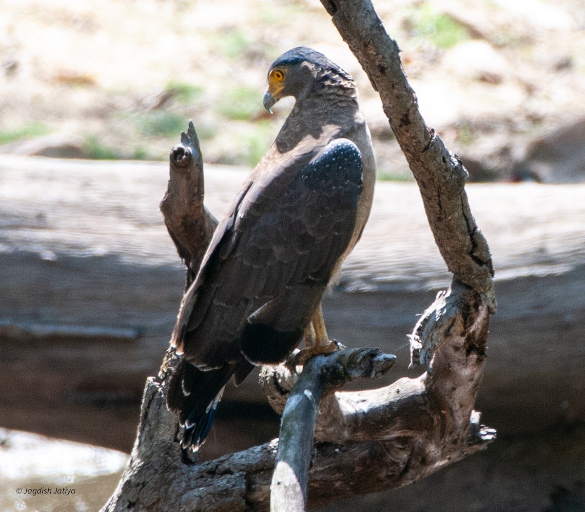 Crested Serpent-Eagle - ML599331651