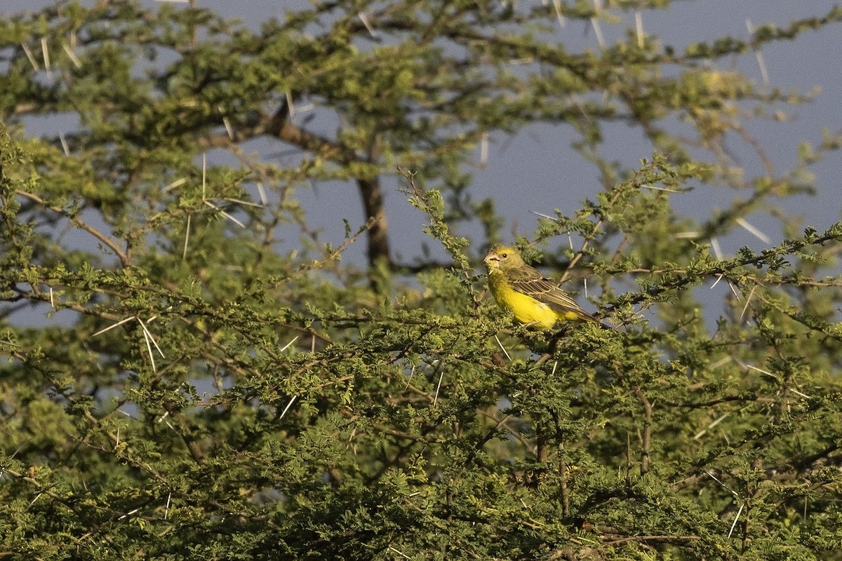 Southern Grosbeak-Canary - ML599332681