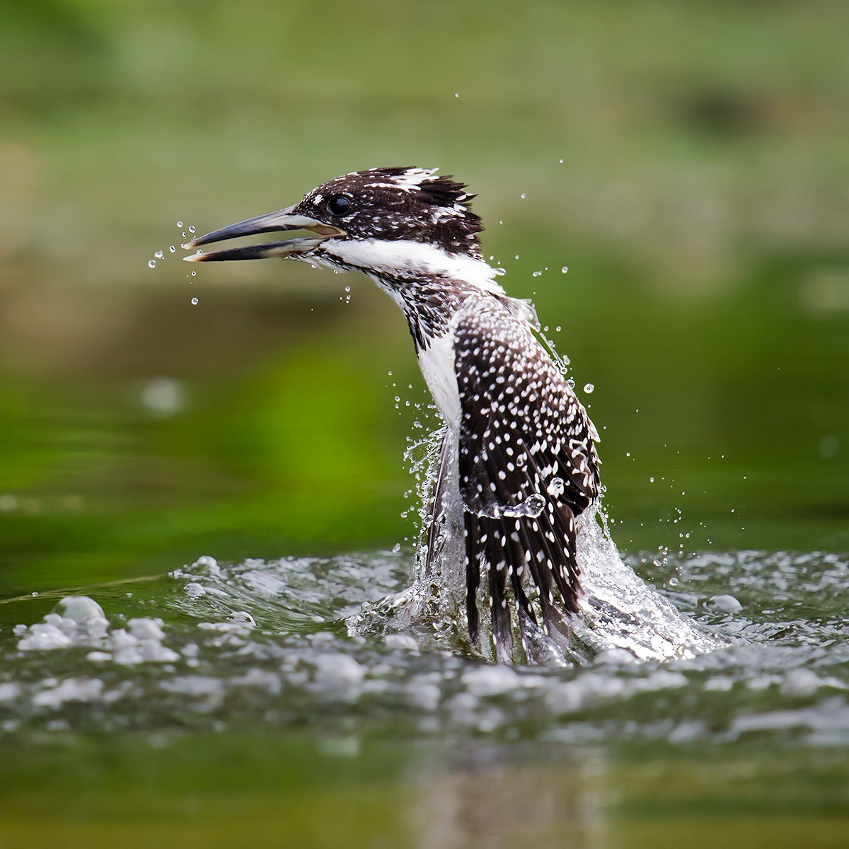 Crested Kingfisher - ML59933281