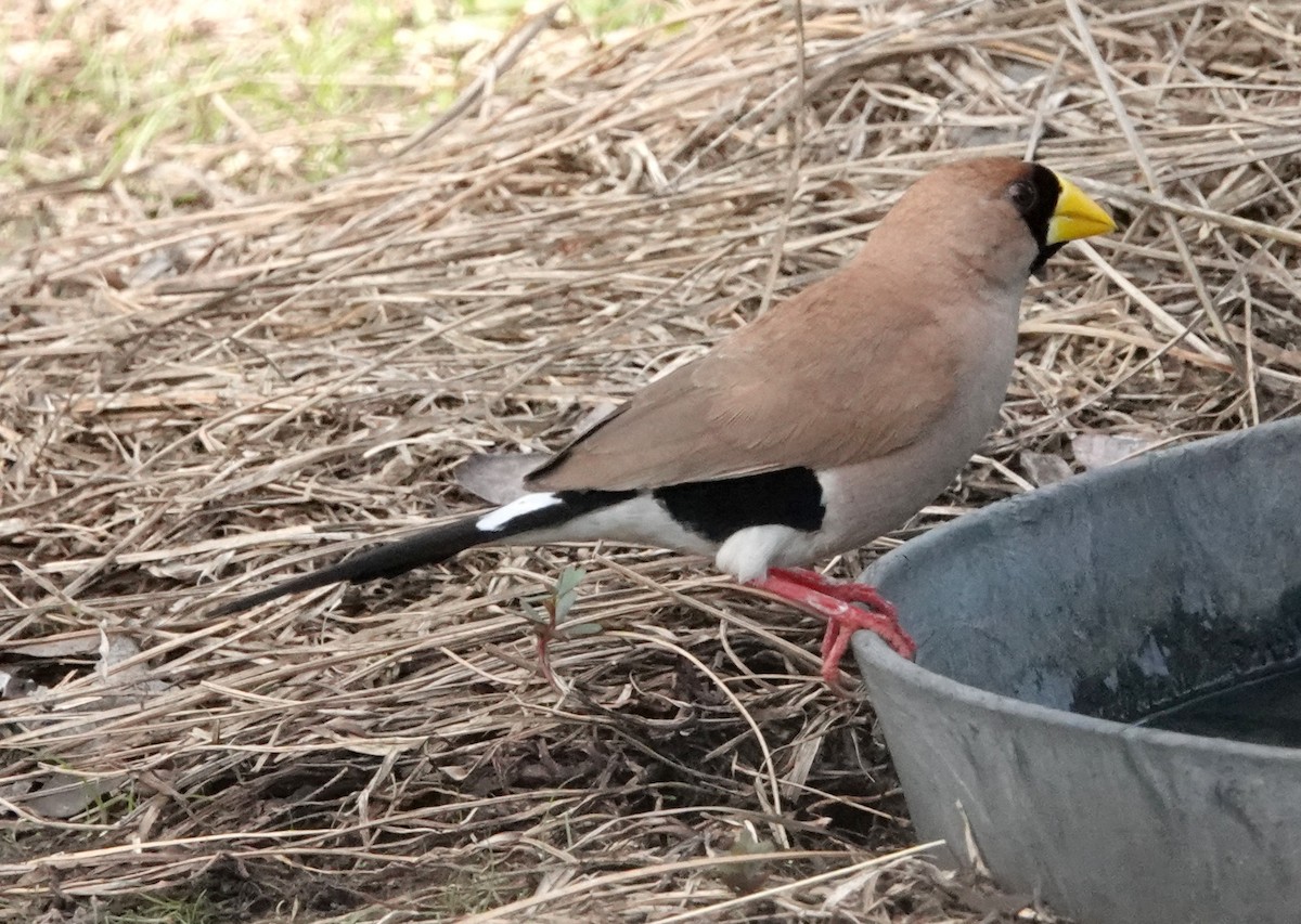 Masked Finch (Masked) - Peter Woodall