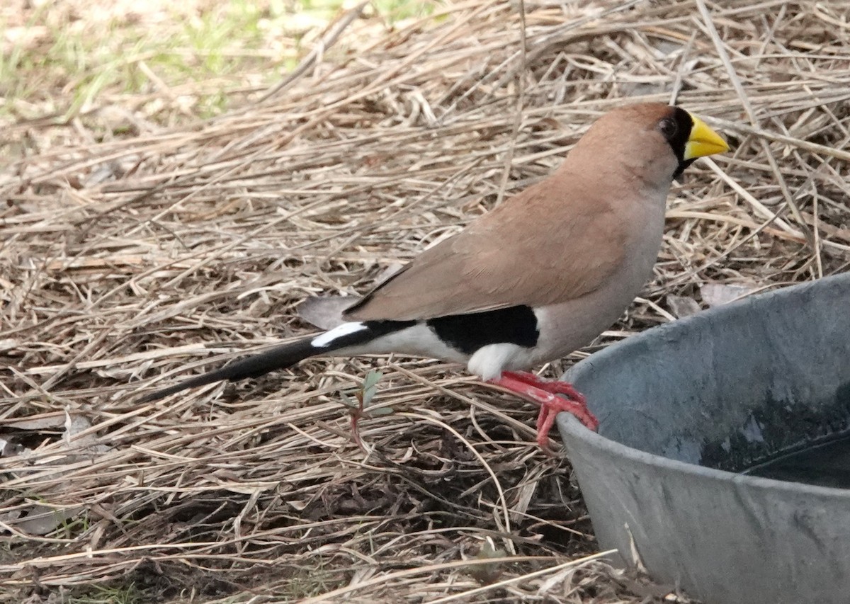 Masked Finch (Masked) - ML599333231