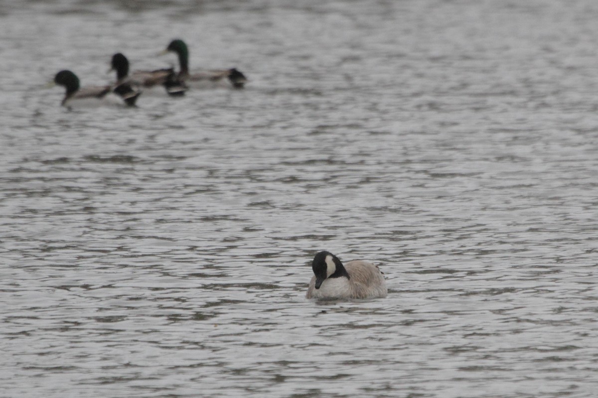 Cackling Goose - Linda Pittman