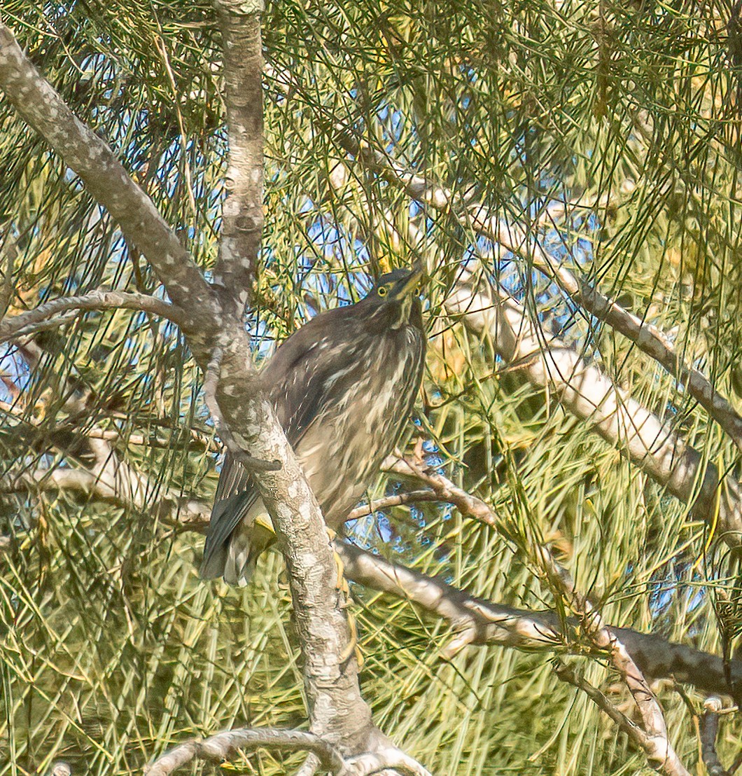 Striated Heron - ML599333881