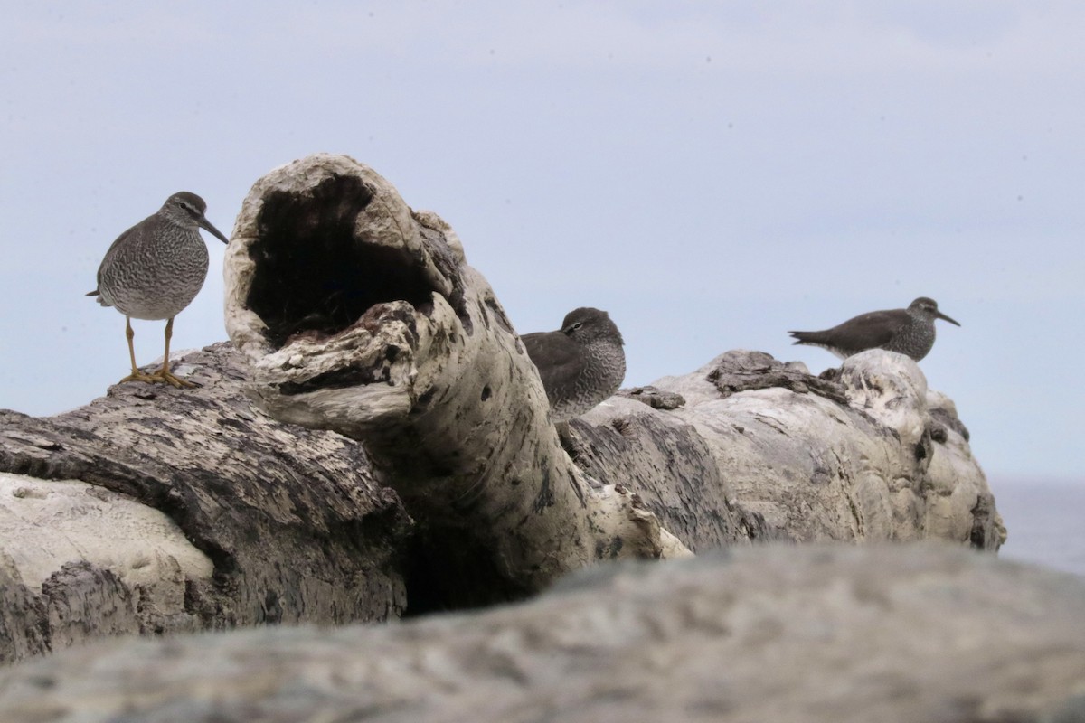 Wandering Tattler - ML599335521