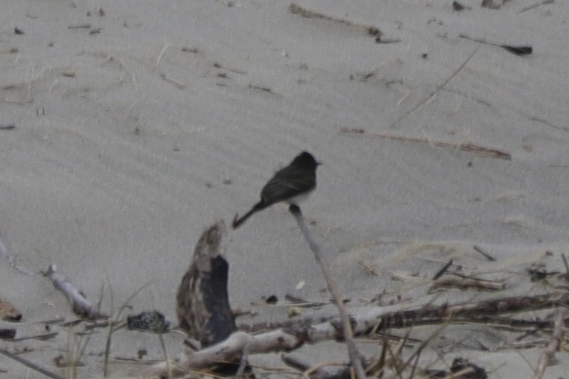 Чёрный фиби - ML599335631