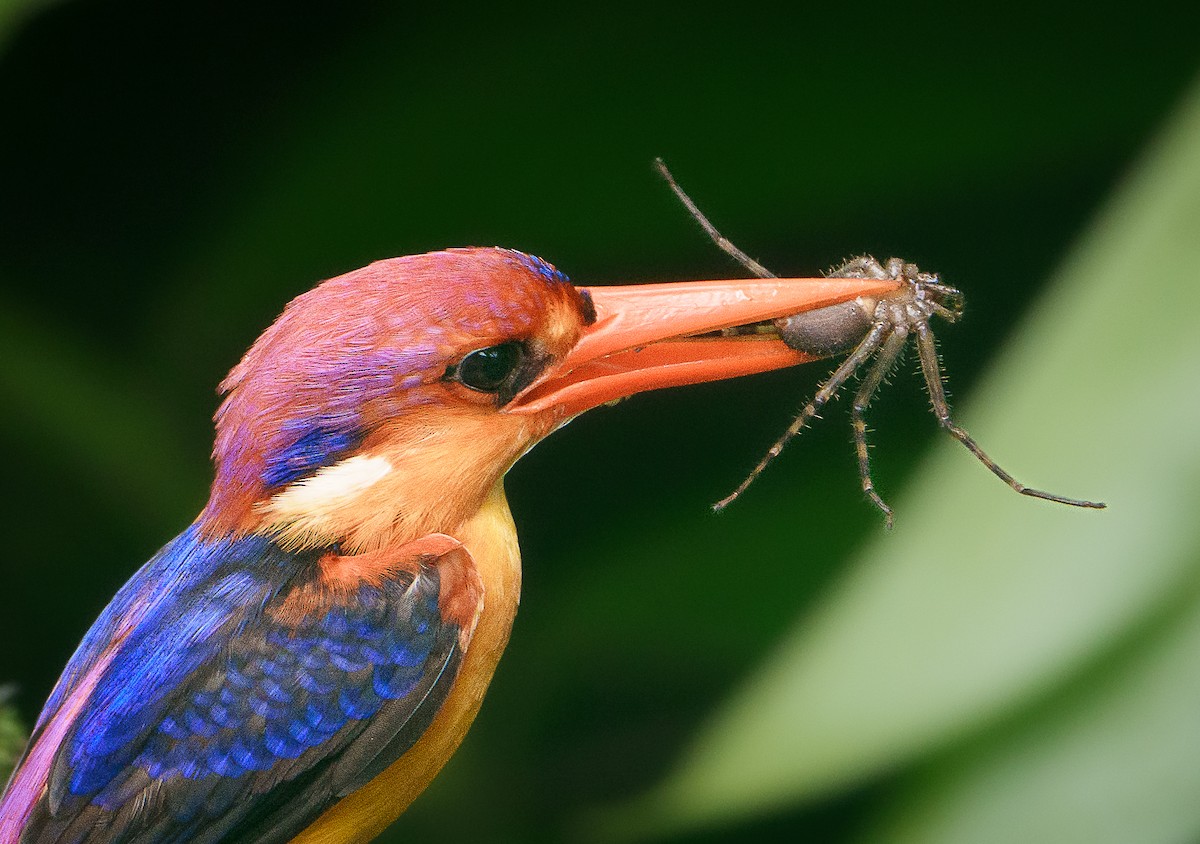 Black-backed Dwarf-Kingfisher - ML599336091