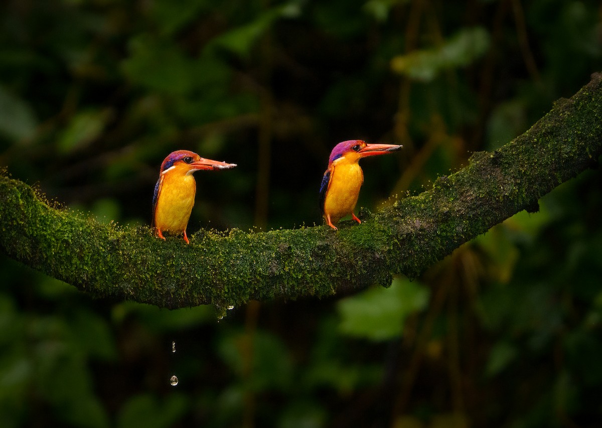 Black-backed Dwarf-Kingfisher - Ketan Rane