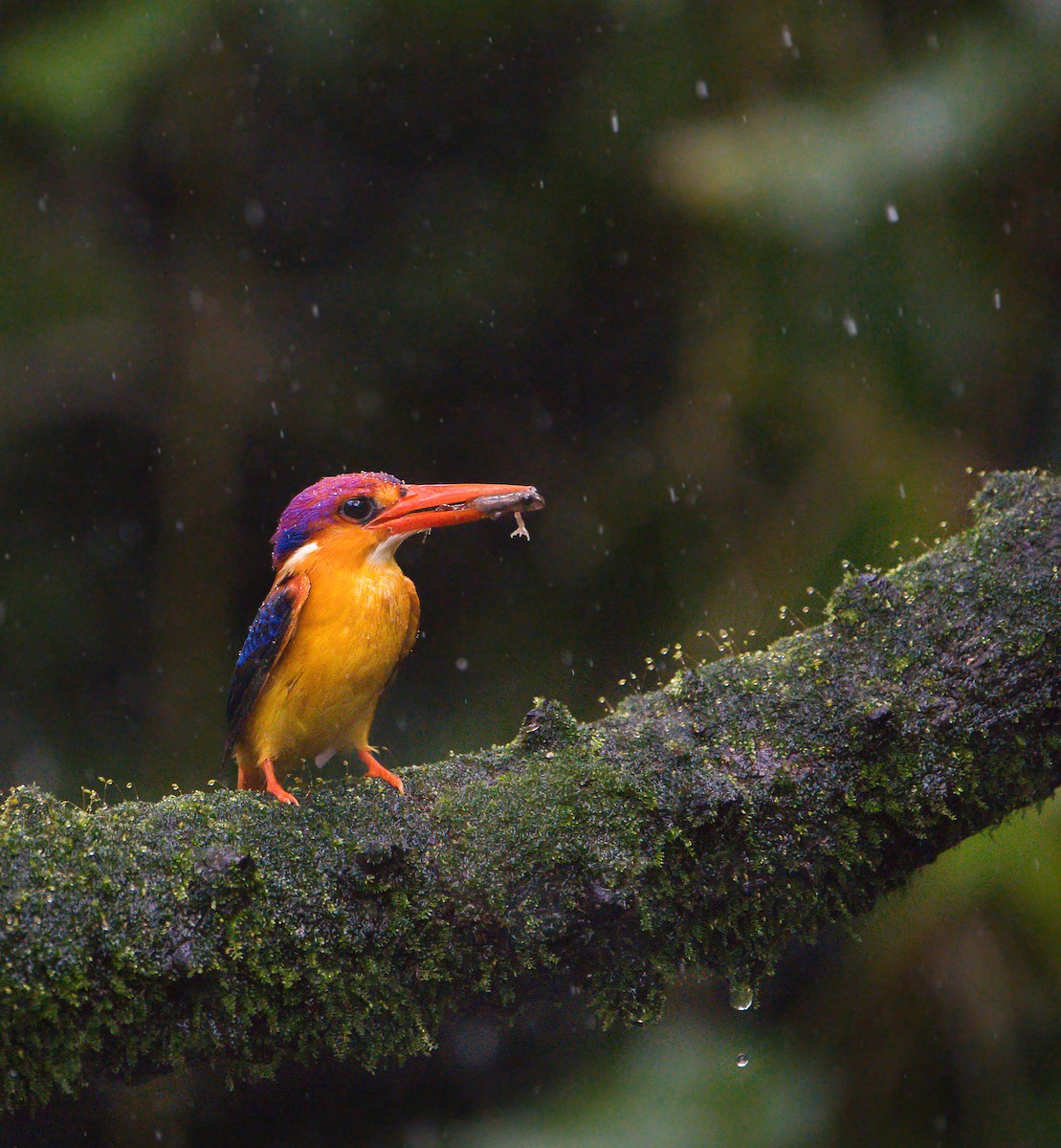 Black-backed Dwarf-Kingfisher - ML599336461