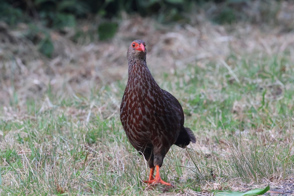 Handsome Spurfowl - Olivier Langrand