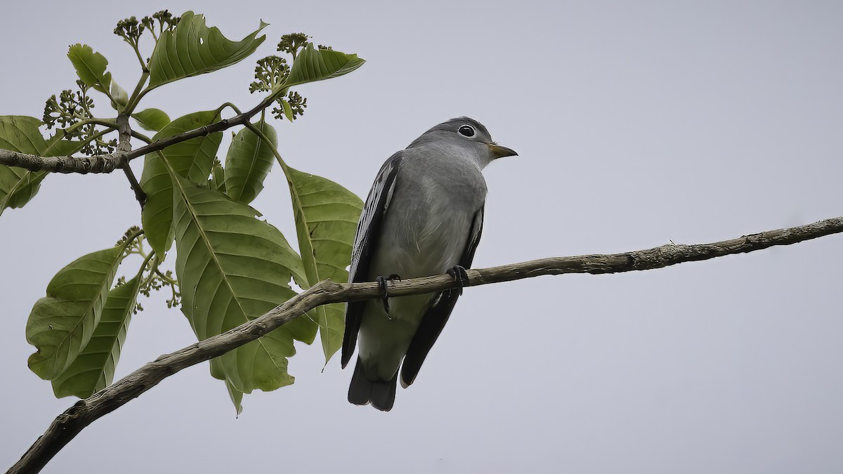 Yellow-billed Cotinga - Markus Craig