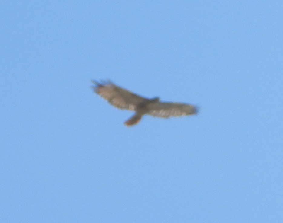 Zapelatz buztangorria - ML599337361