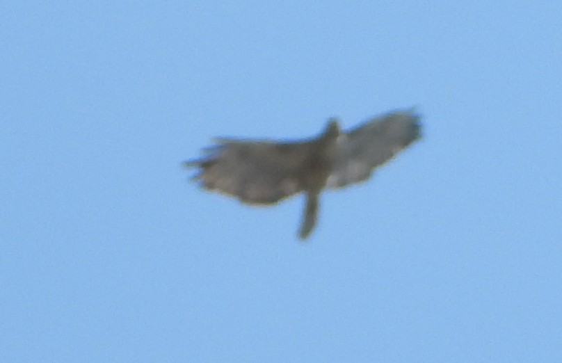 Zapelatz buztangorria - ML599337371
