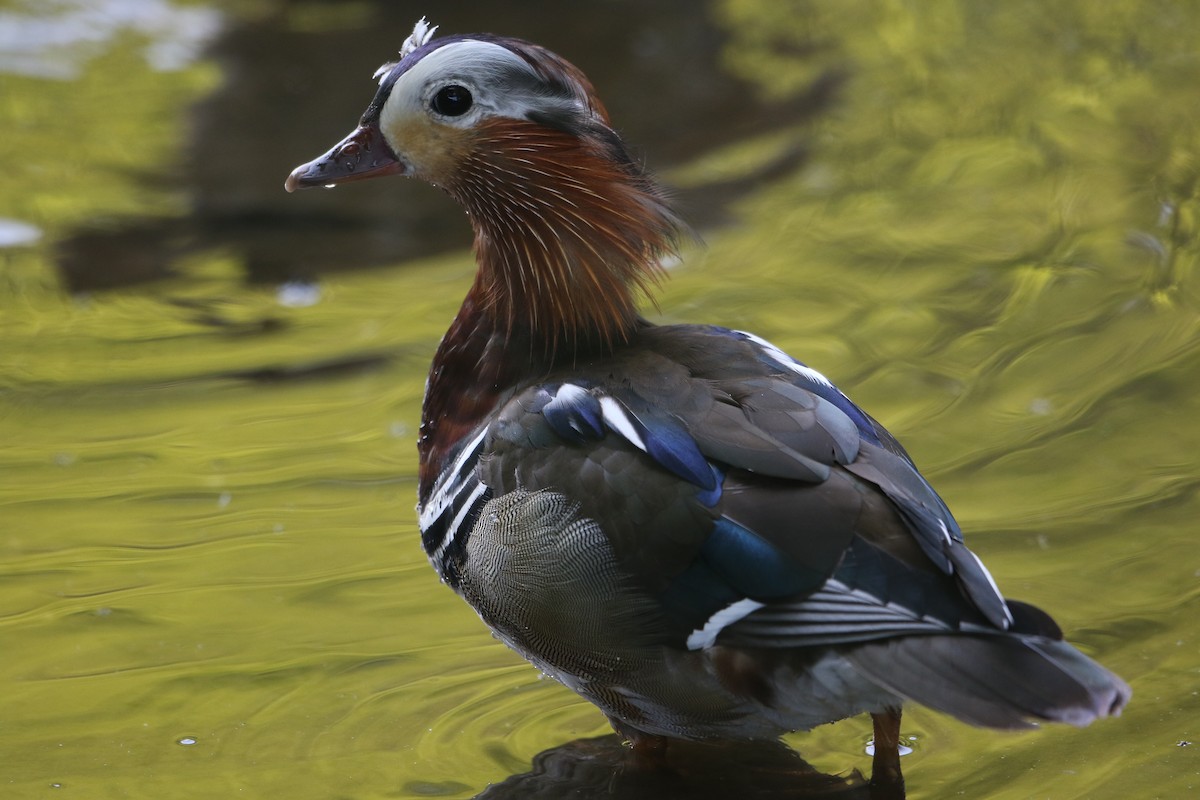 Canard mandarin - ML599337551