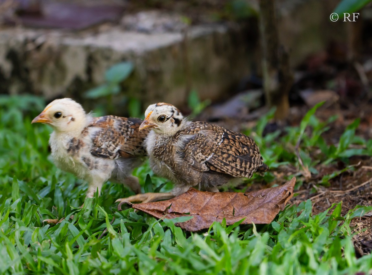 Red Junglefowl (Domestic type) - ML599337621