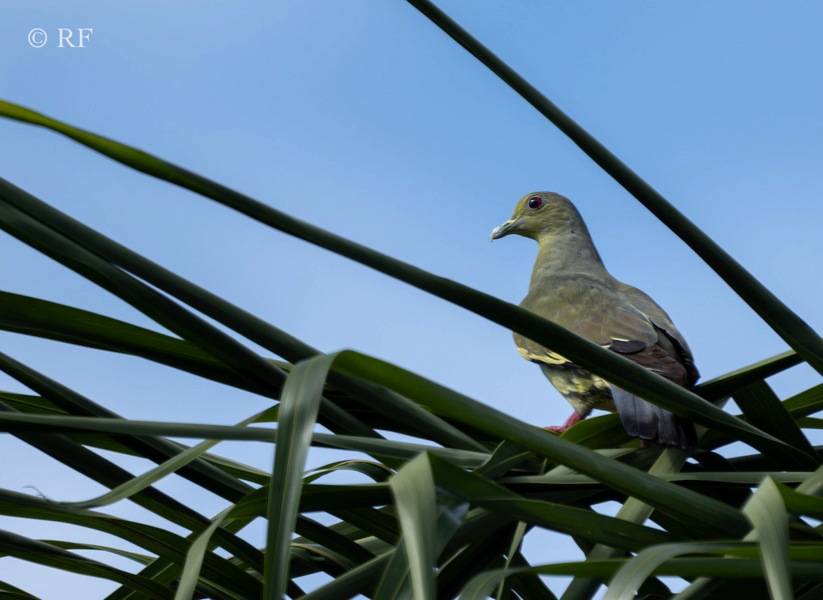 Pink-necked Green-Pigeon - ML599337661