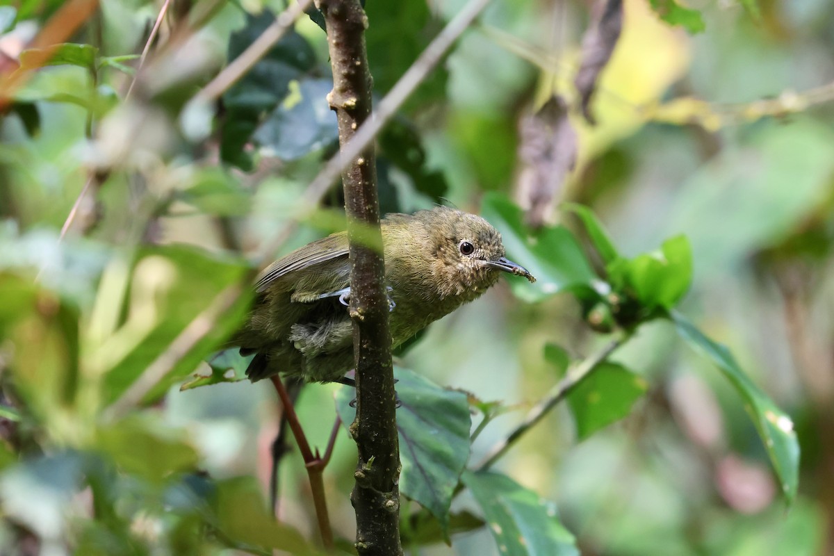 Mosquitero Barrado - ML599337841