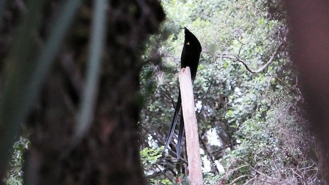 Black Sicklebill - ML599337871