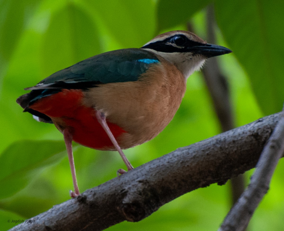 Indian Pitta - ML599338071