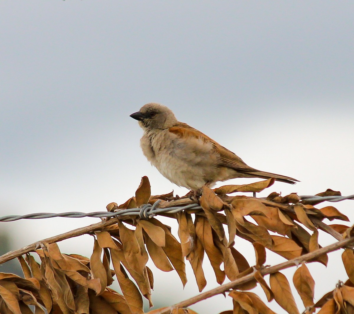 Northern Gray-headed Sparrow - ML599338481