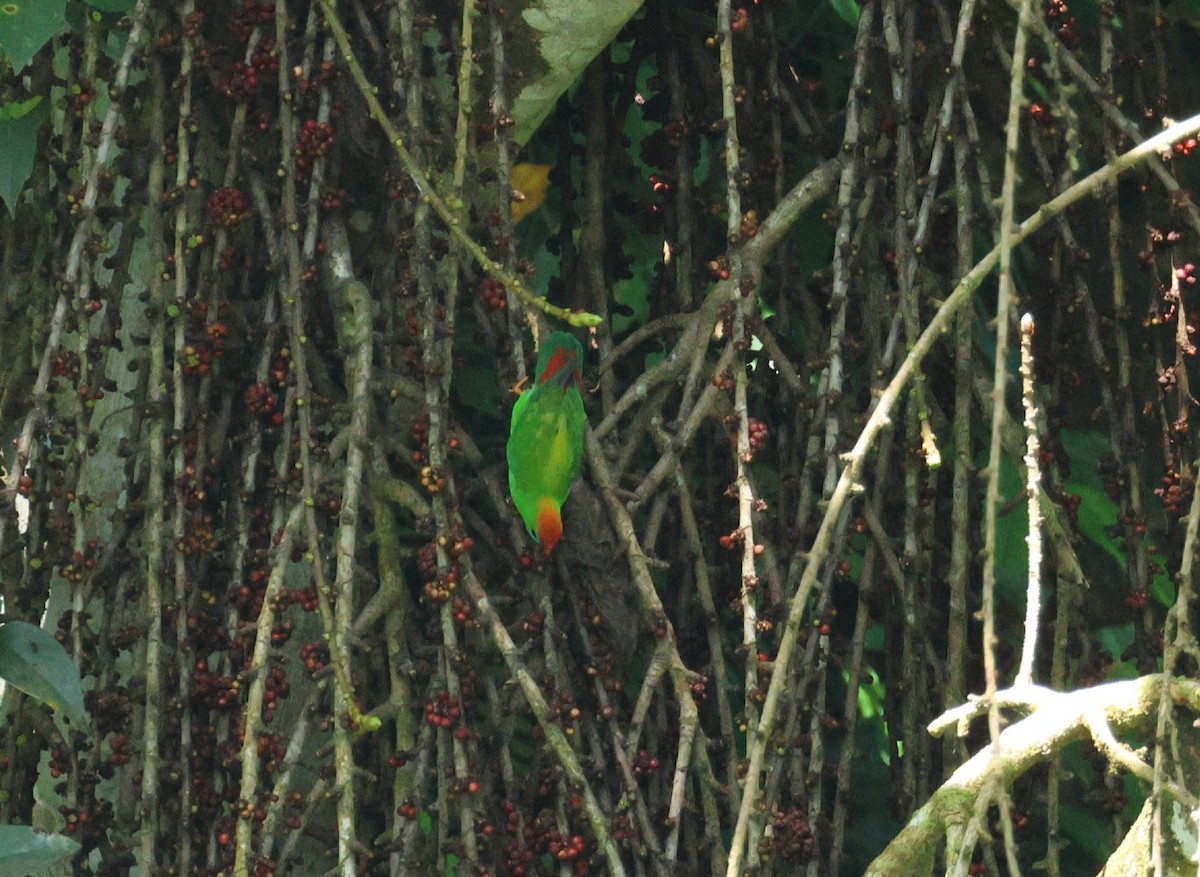 Philippine Hanging-Parrot - Mads Bajarias